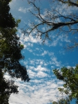 alligator sky, clouds and tree