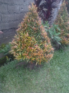 topiary?